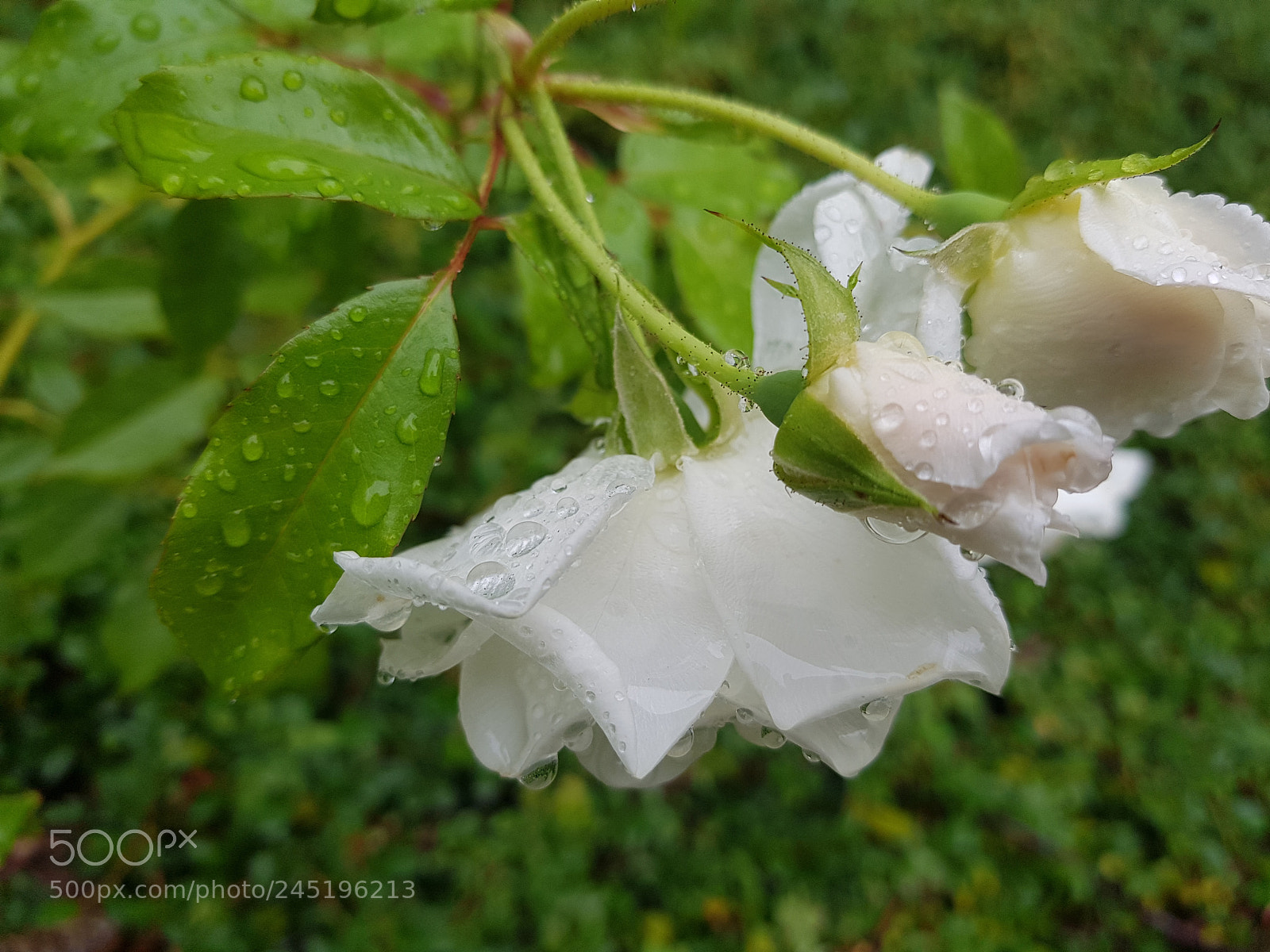 Samsung Galaxy S8+ sample photo. Rainy white roses photography