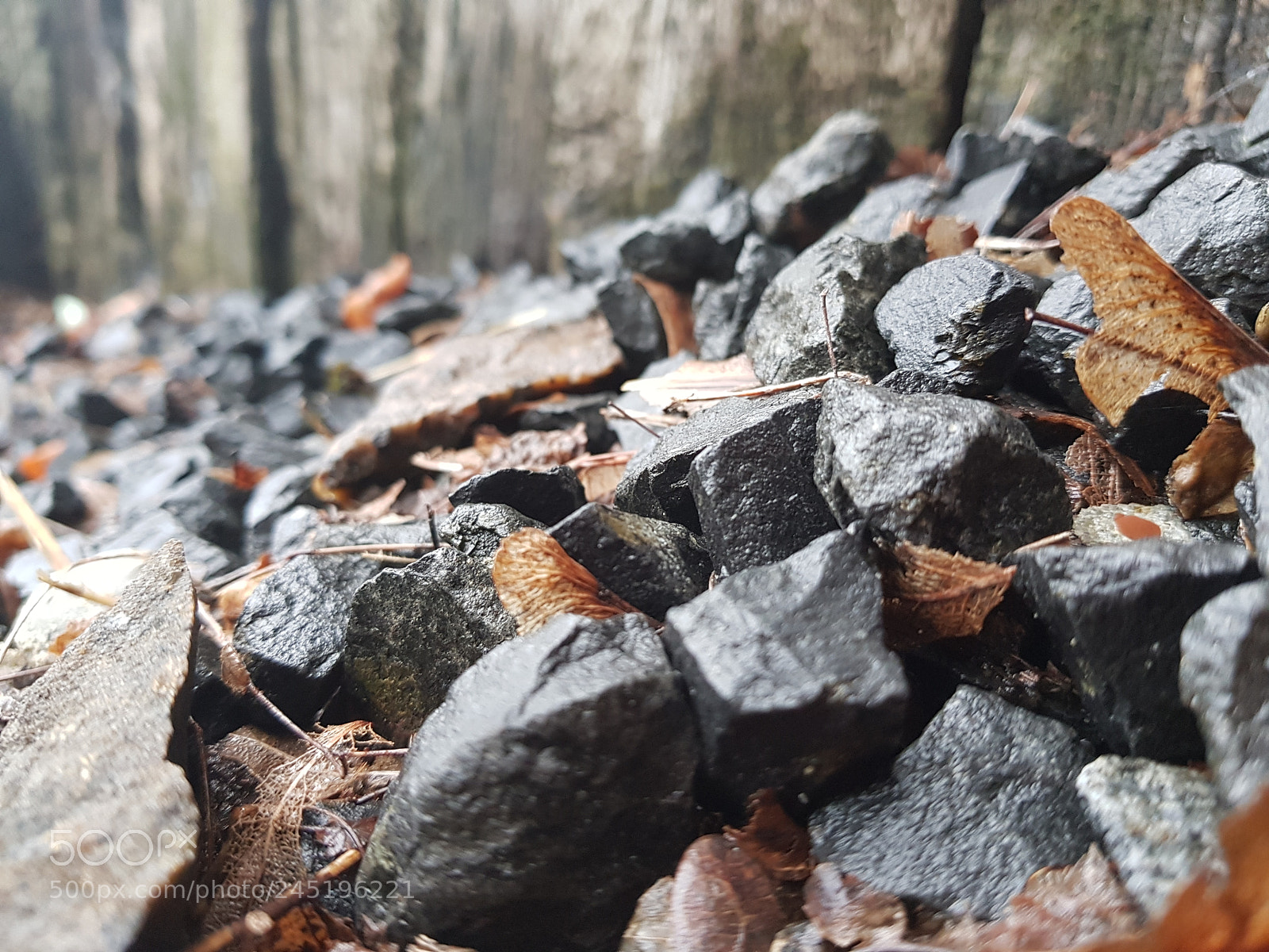Samsung Galaxy S8+ sample photo. Autumnal steaf photography
