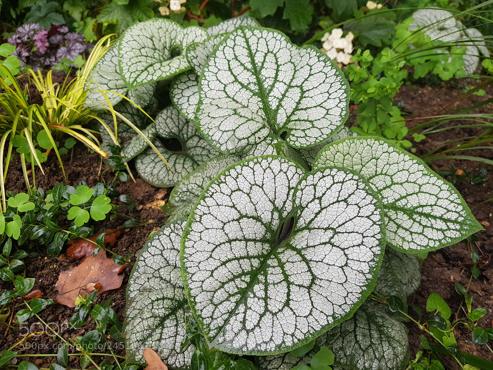 Samsung Galaxy S8+ sample photo. Mold flower photography