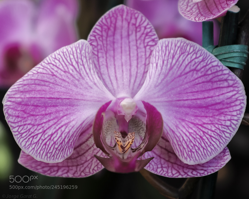Fujifilm X100F sample photo. A macro magenta orchid photography