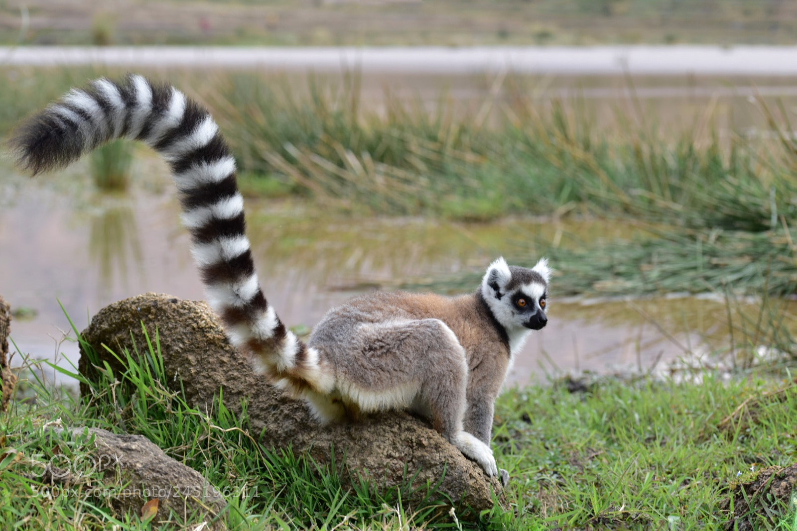 Nikon D5500 sample photo. Ring tail lemur photography
