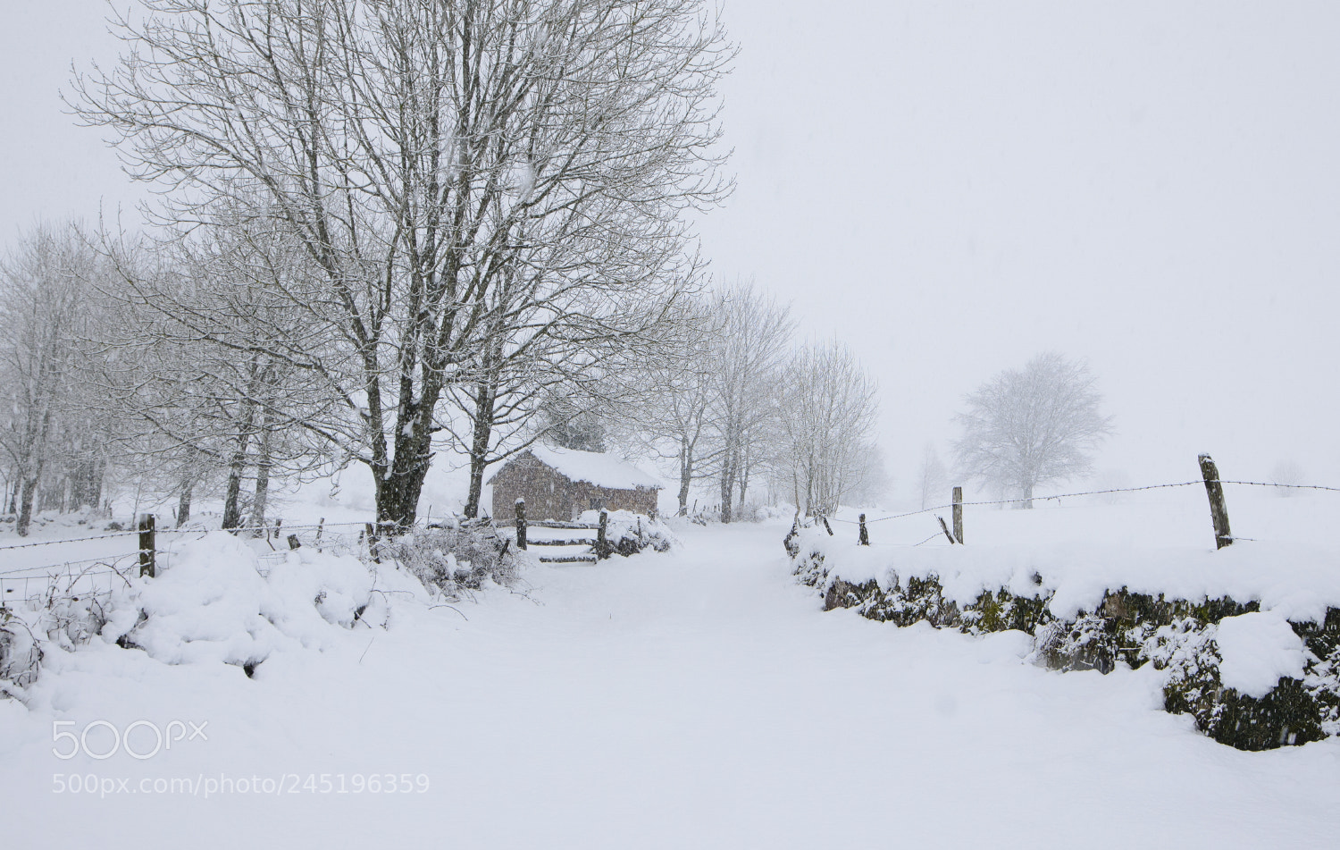 Nikon D610 sample photo. It's snowing photography