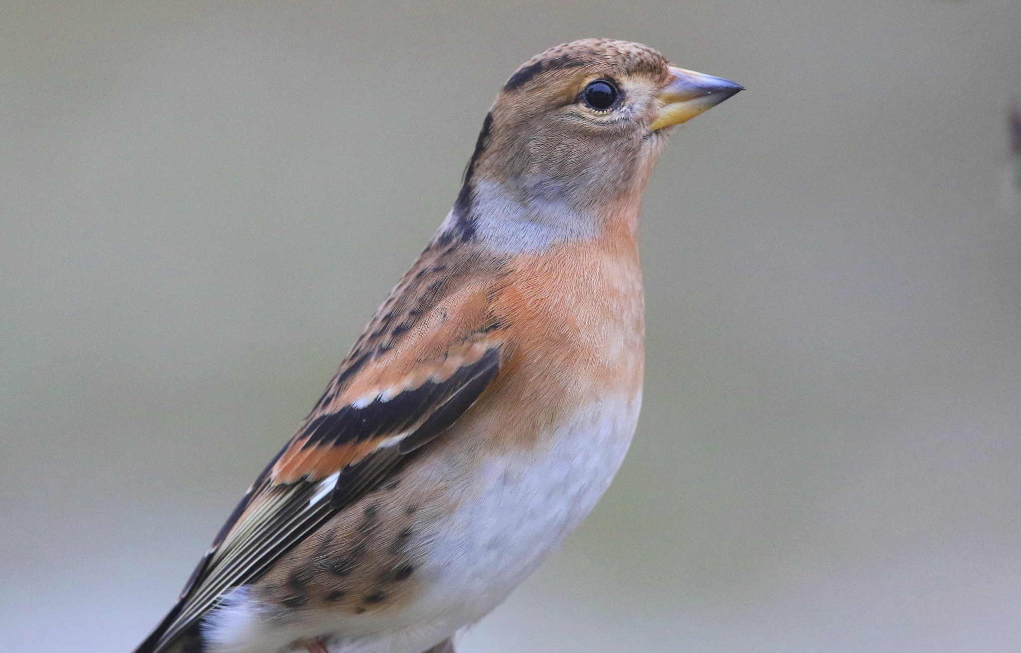 Canon EF 500mm F4L IS II USM sample photo. Female brambling photography