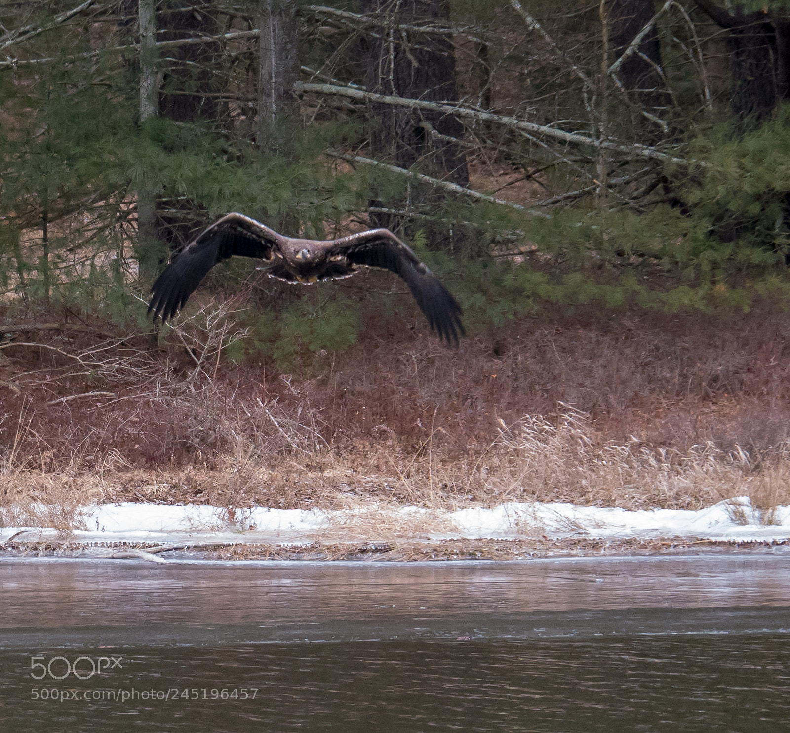 Panasonic Lumix DMC-G85 (Lumix DMC-G80) sample photo. Juvenile bald eagle in photography