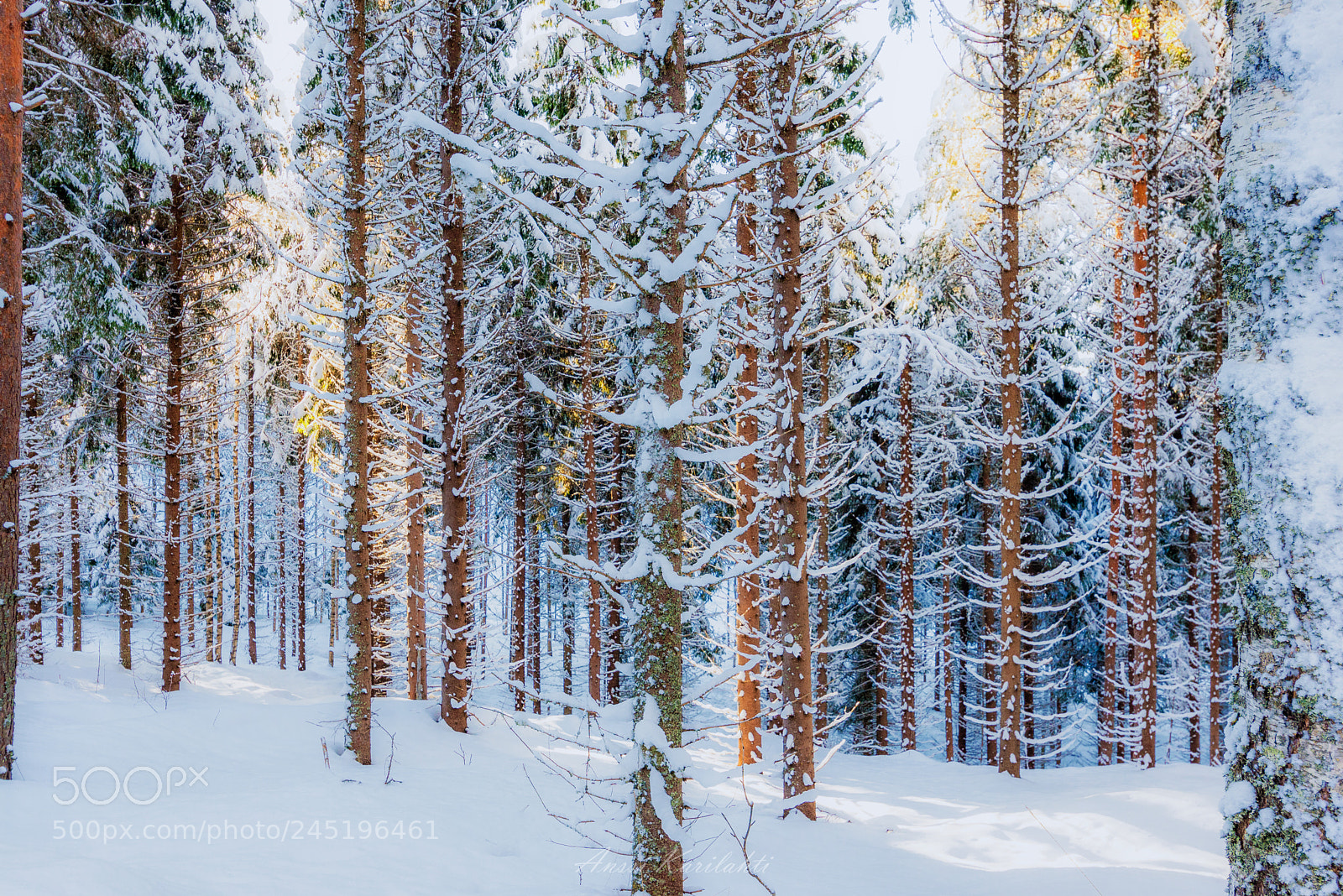 Nikon D600 sample photo. Trees in snow photography