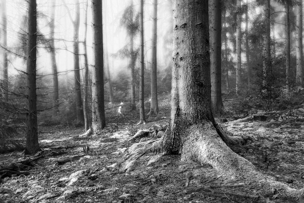 Canon EOS 60D sample photo. In the forest photography