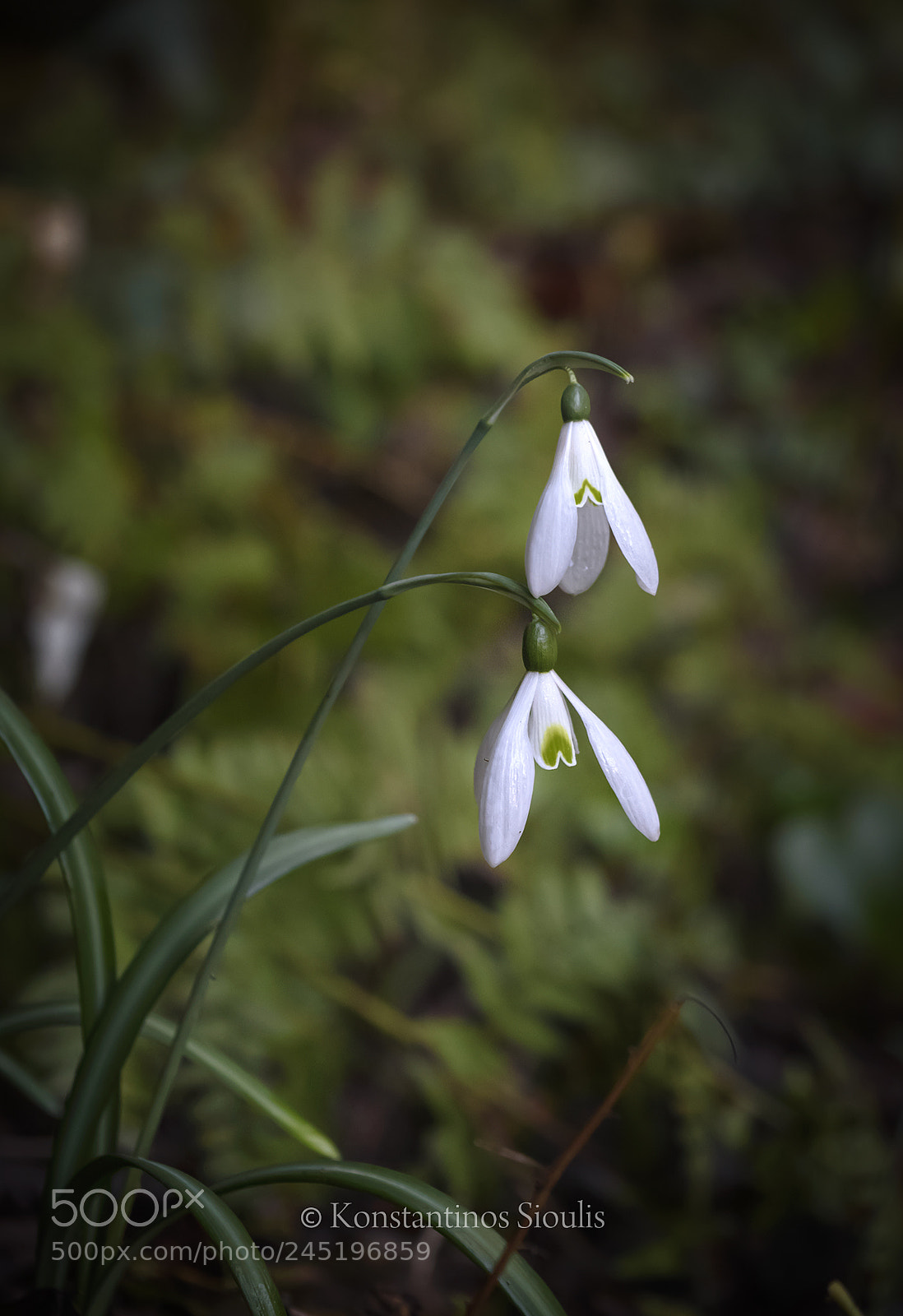 Nikon D7200 sample photo. Γάλανθος (galanthus Νivalis) photography