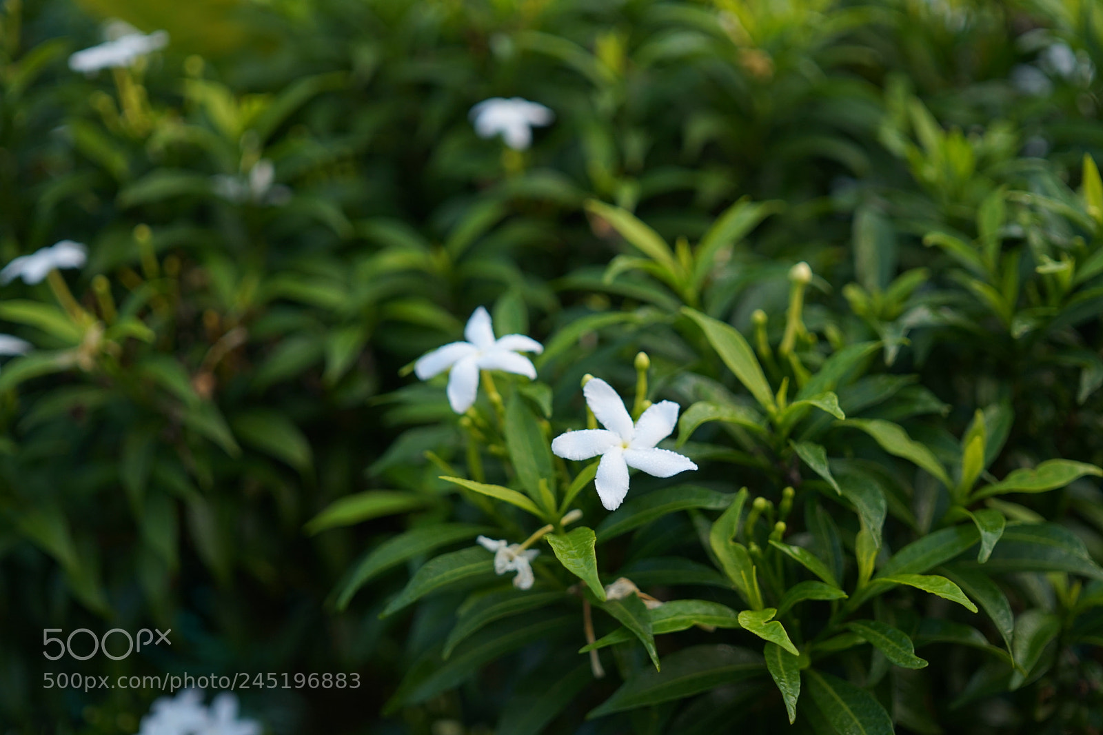 Sony a6300 sample photo. The white flower photography