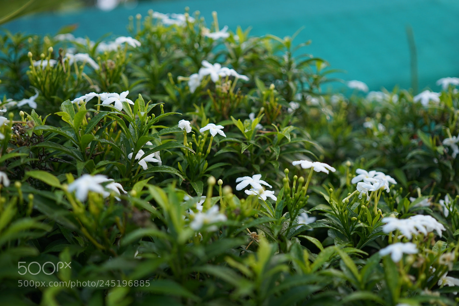 Sony a6300 sample photo. The white flower photography