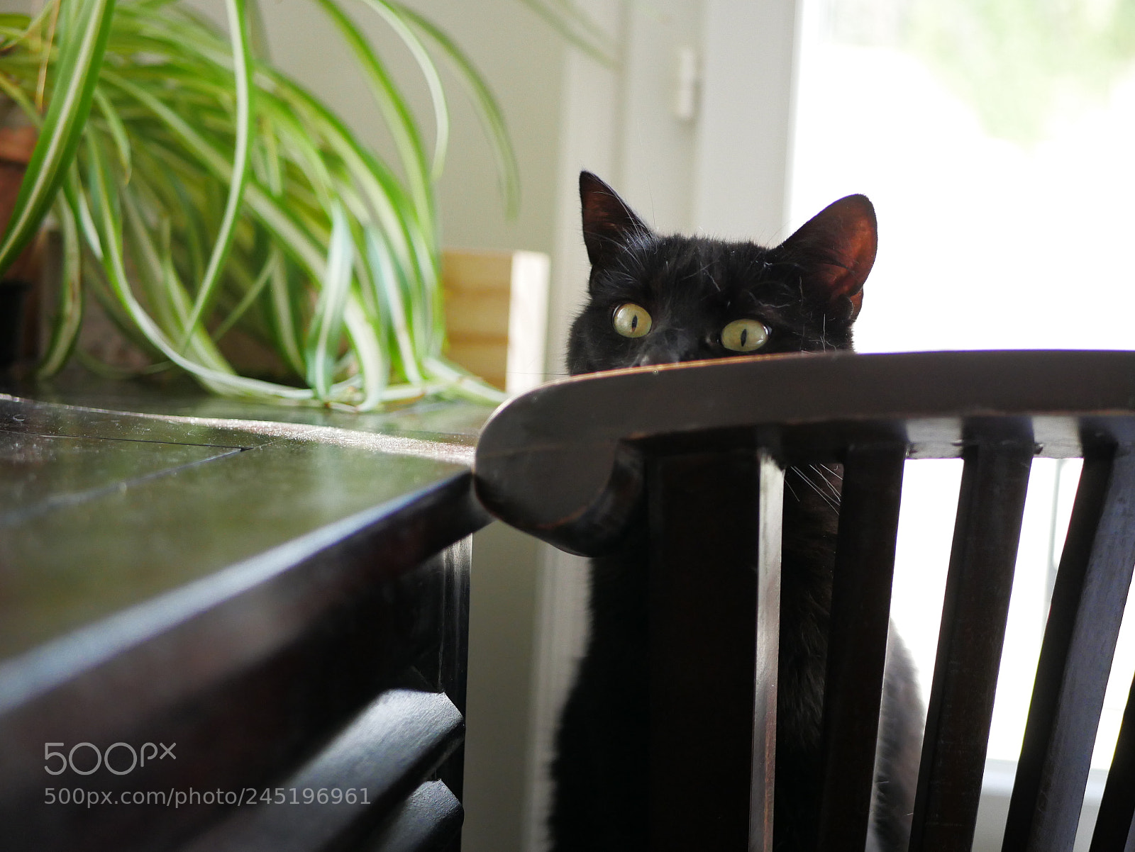 Panasonic Lumix DMC-GX85 (Lumix DMC-GX80 / Lumix DMC-GX7 Mark II) sample photo. Cat 3 photography