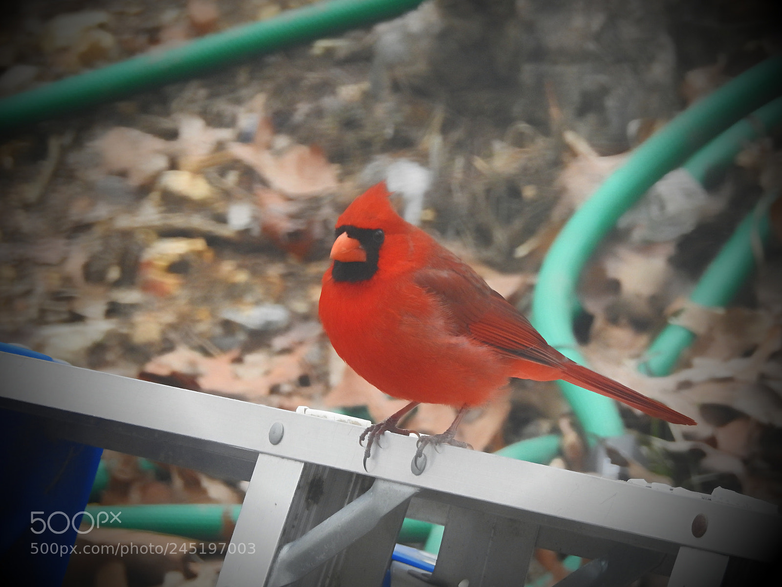 Nikon Coolpix P900 sample photo. Cardinal3 photography