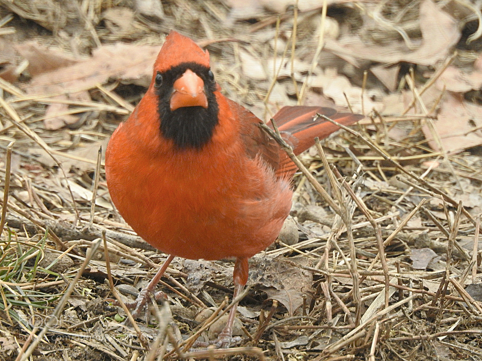 Nikon Coolpix P900 sample photo. Cardinal4 photography