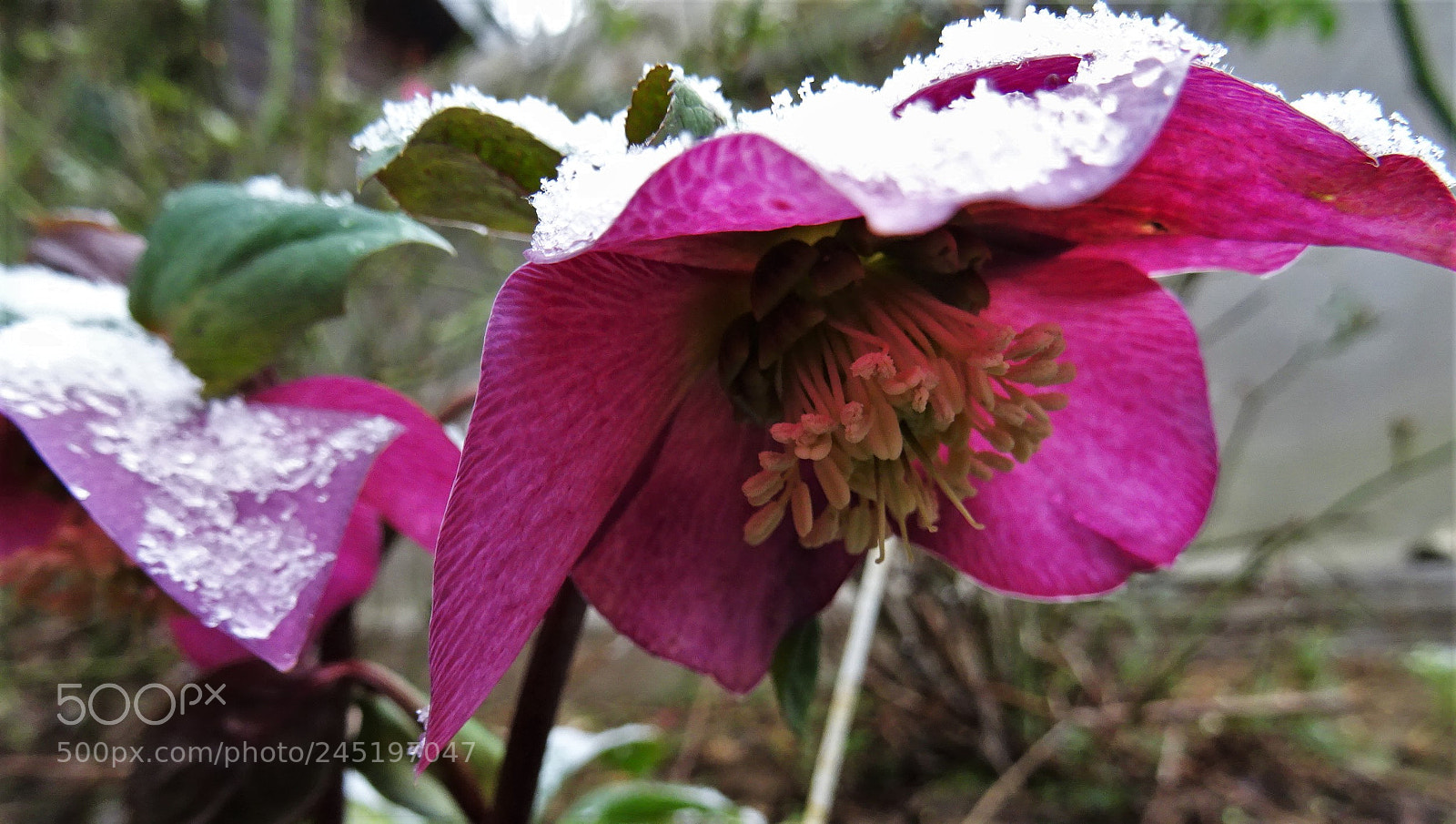 Sony DSC-HX60 sample photo. Chapeau de neige photography
