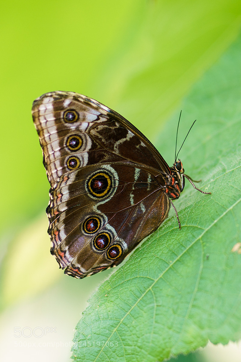 Sony a7R II sample photo. Butterfly photography