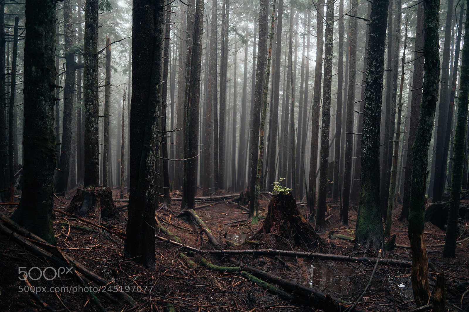 Sony a7R II sample photo. Moody day on cypress photography