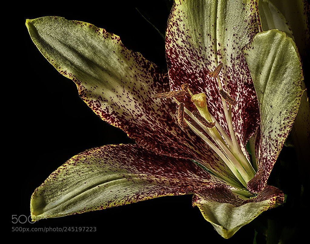 Nikon D800 sample photo. Lily macro photography
