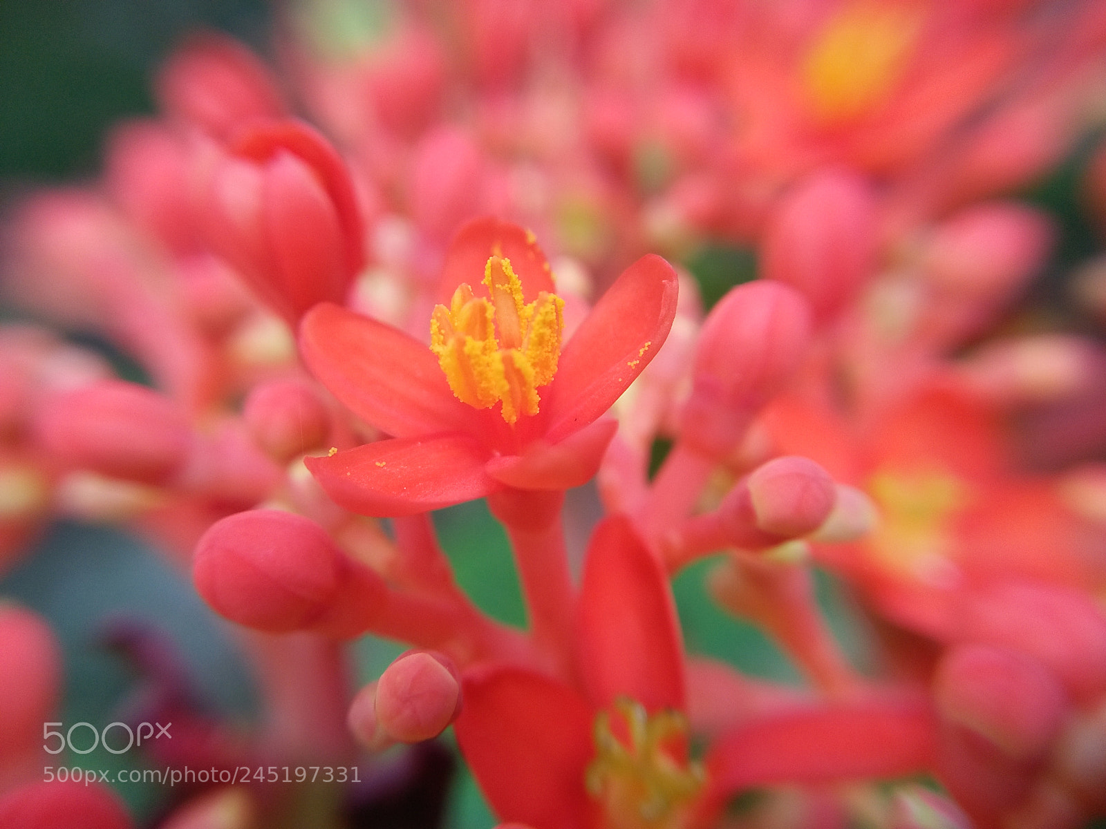 OPPO A37fw-International sample photo. Ginseng photography