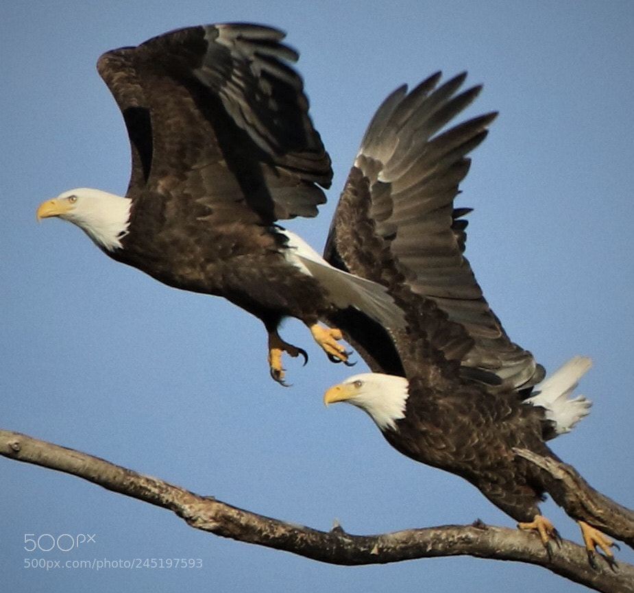 Canon EOS 7D Mark II sample photo. Bald eagle’s photography