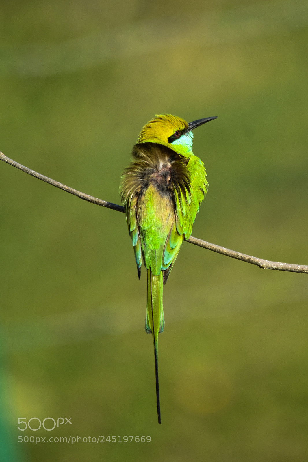 Nikon D7200 sample photo. Asian green bee eater photography