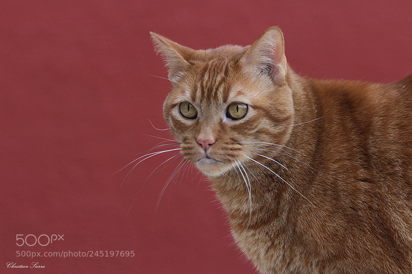 Canon EF 70-300mm F4-5.6 IS USM sample photo. Zeus photography