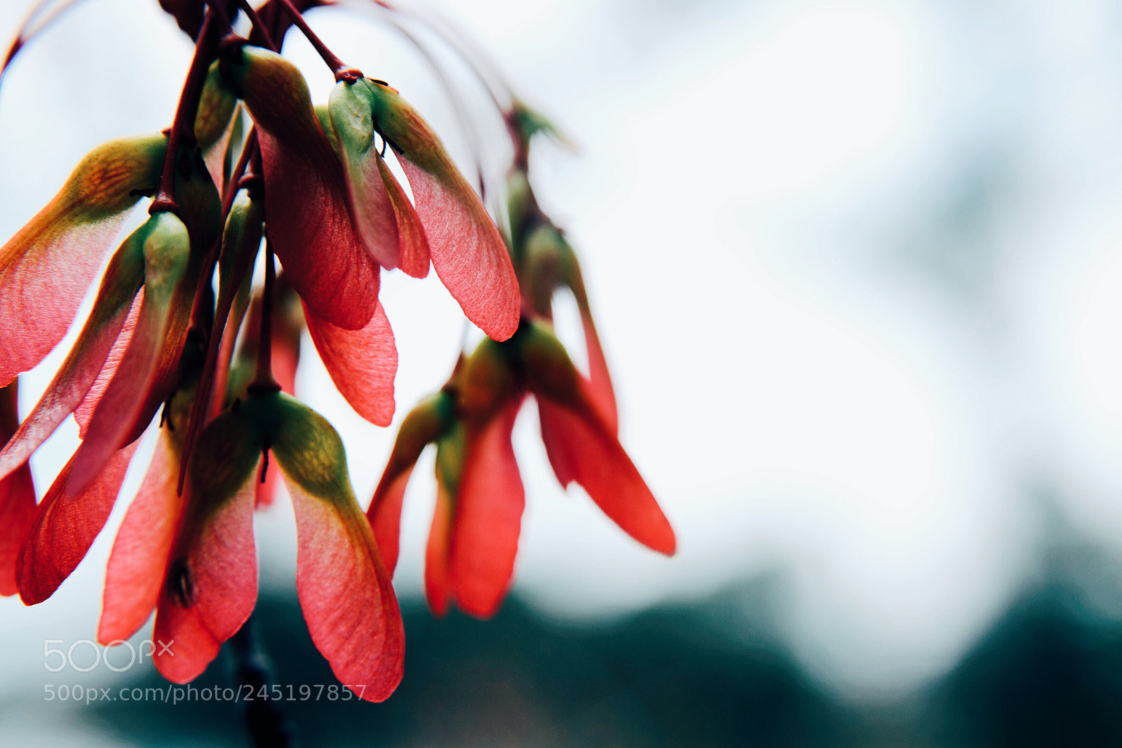 Nikon D3100 sample photo. Untitled photography