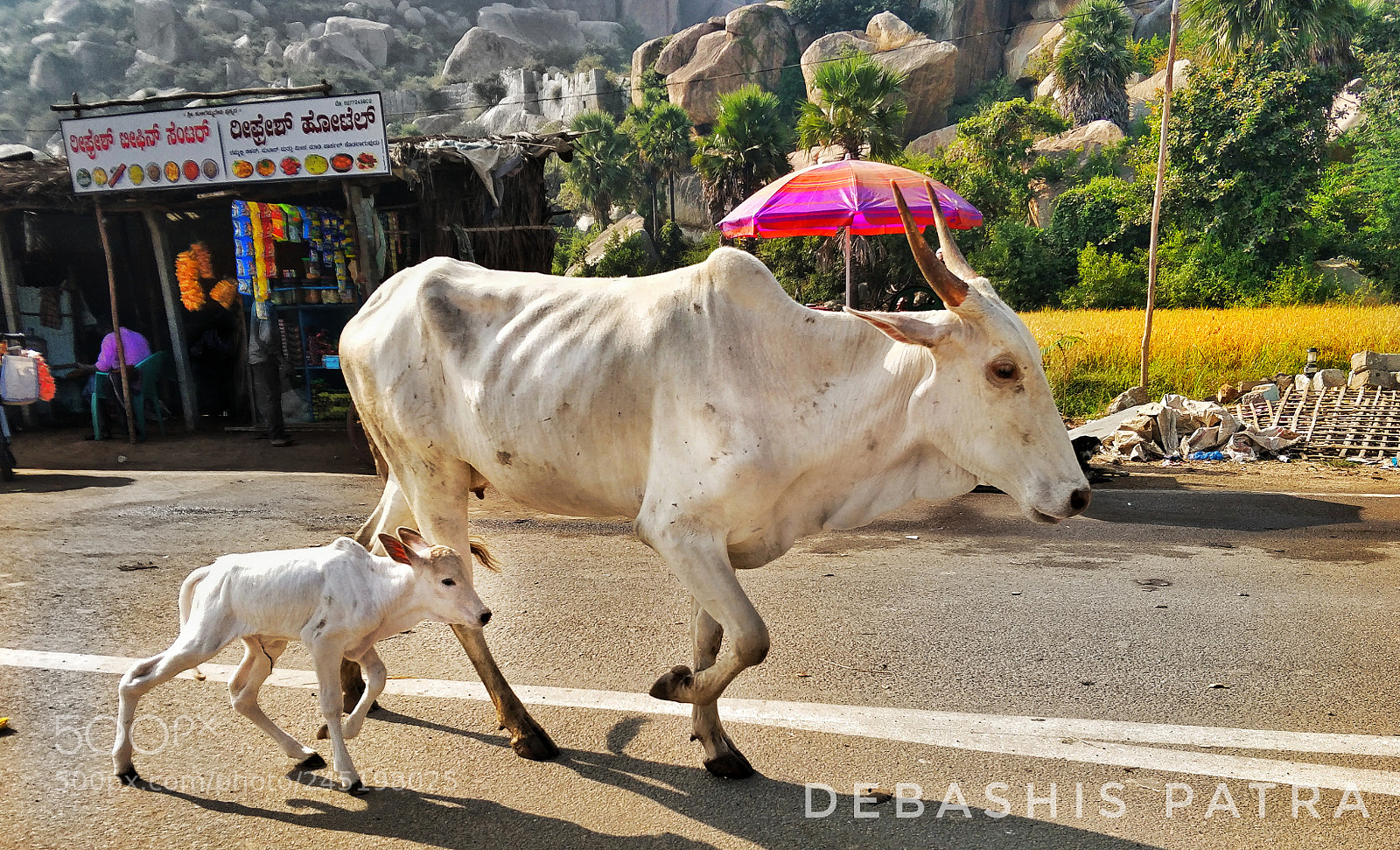 OnePlus 5 sample photo. Gir cow photography