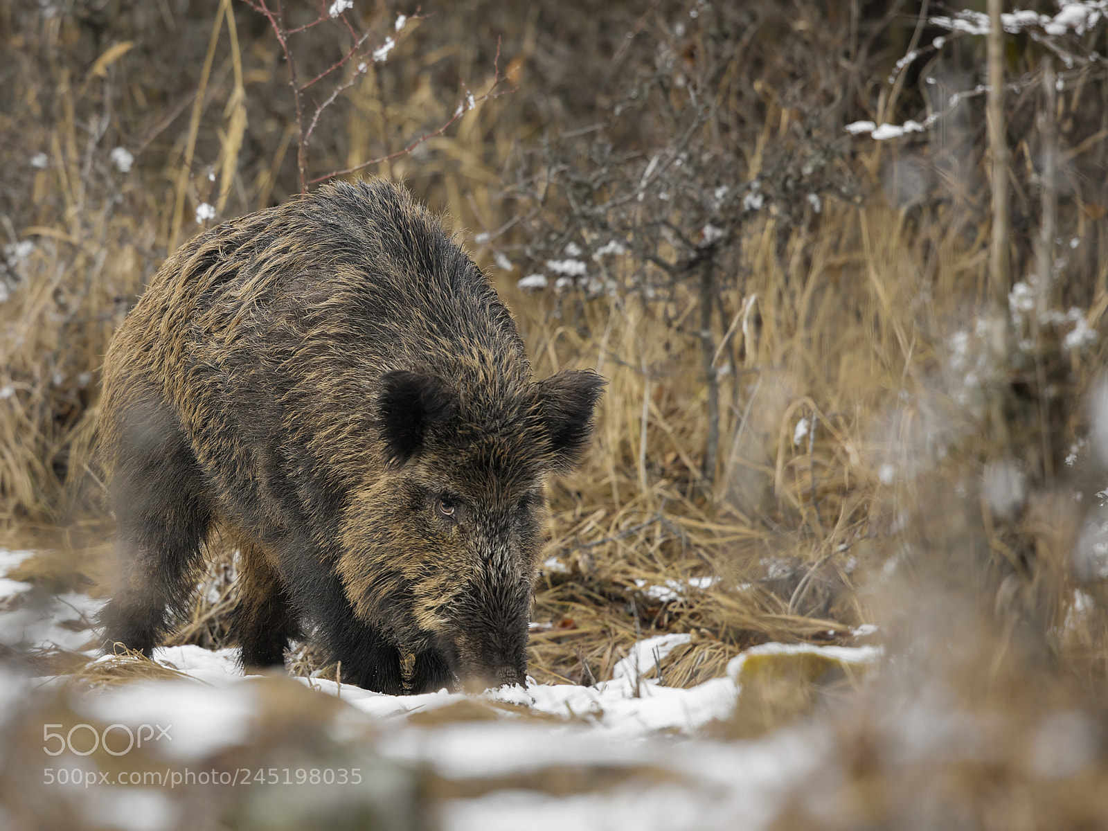 Canon EOS 5DS R sample photo. Looking for food photography