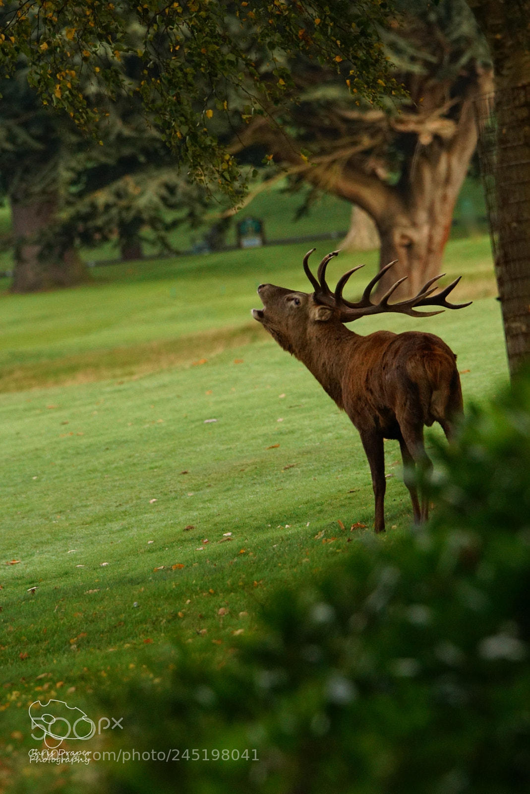 Sony ILCA-77M2 sample photo. Park deer photography