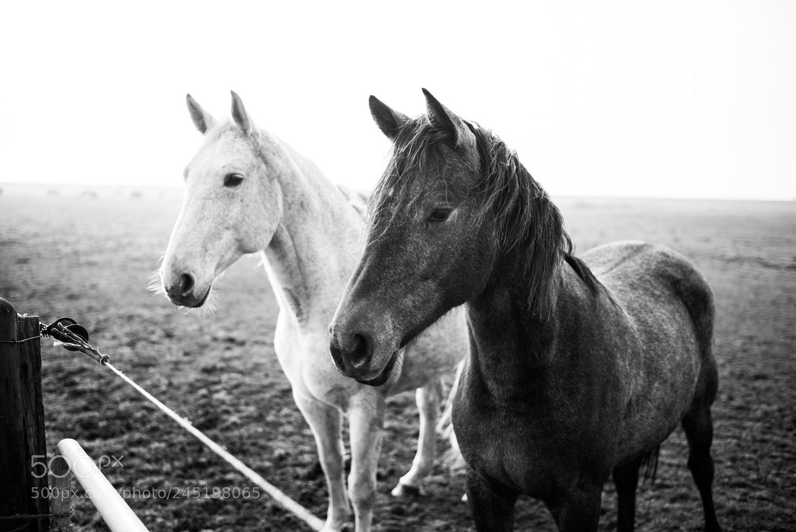 Leica M (Typ 240) sample photo. Pferde photography