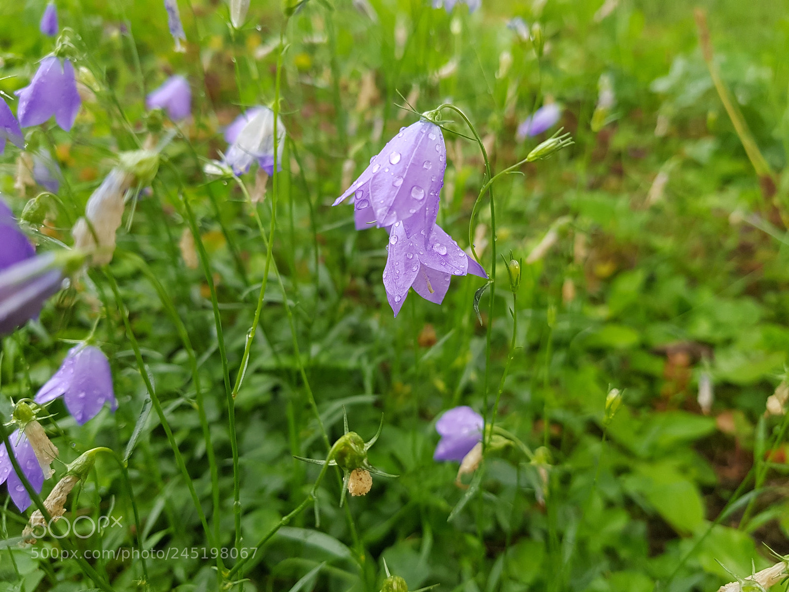 Samsung Galaxy S8+ sample photo. Damp violets photography