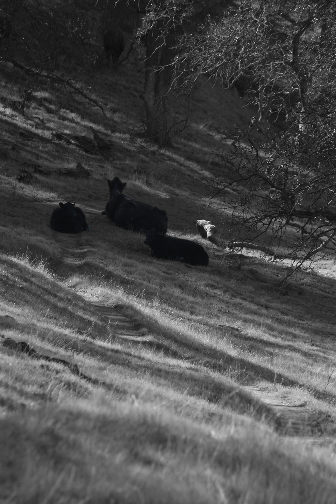Canon EF-S 55-250mm F4-5.6 IS II sample photo. Resting on the trail photography