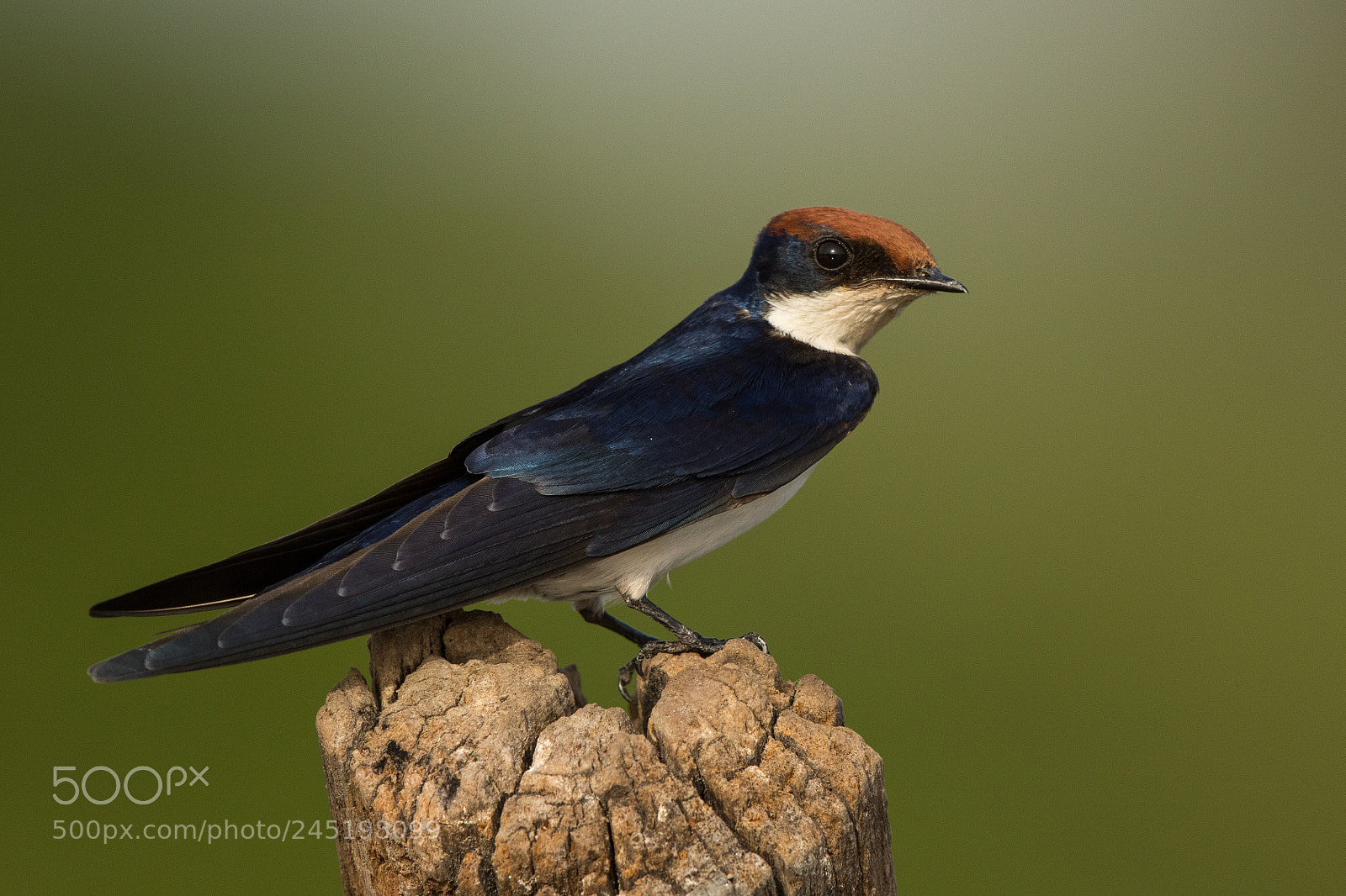 Canon EOS 7D Mark II sample photo. Wire tailed swalloww photography