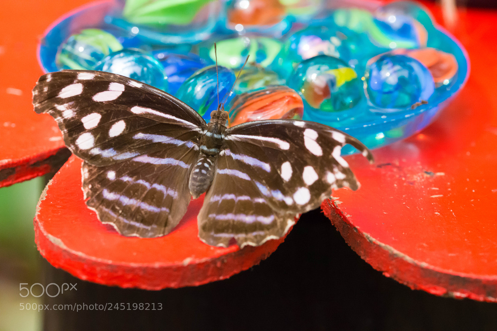 Nikon D7200 sample photo. Butterfly and beads photography