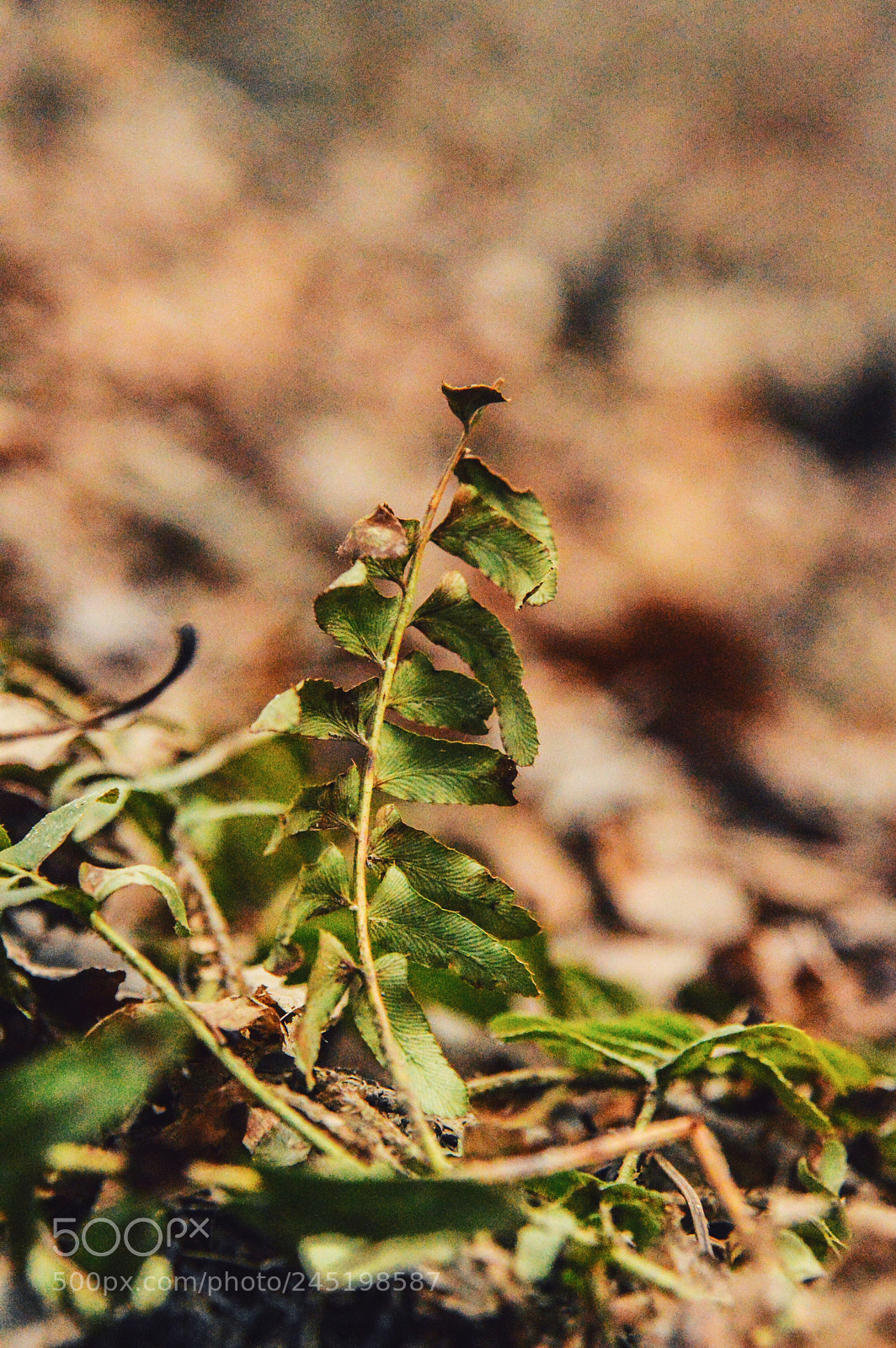 Nikon D3200 sample photo. I spy with my photography