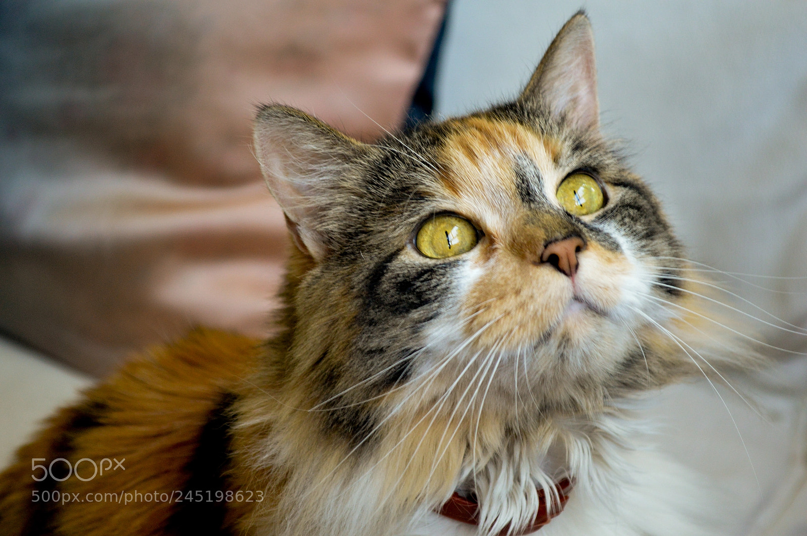 Nikon D3200 sample photo. Gatita vecina photography