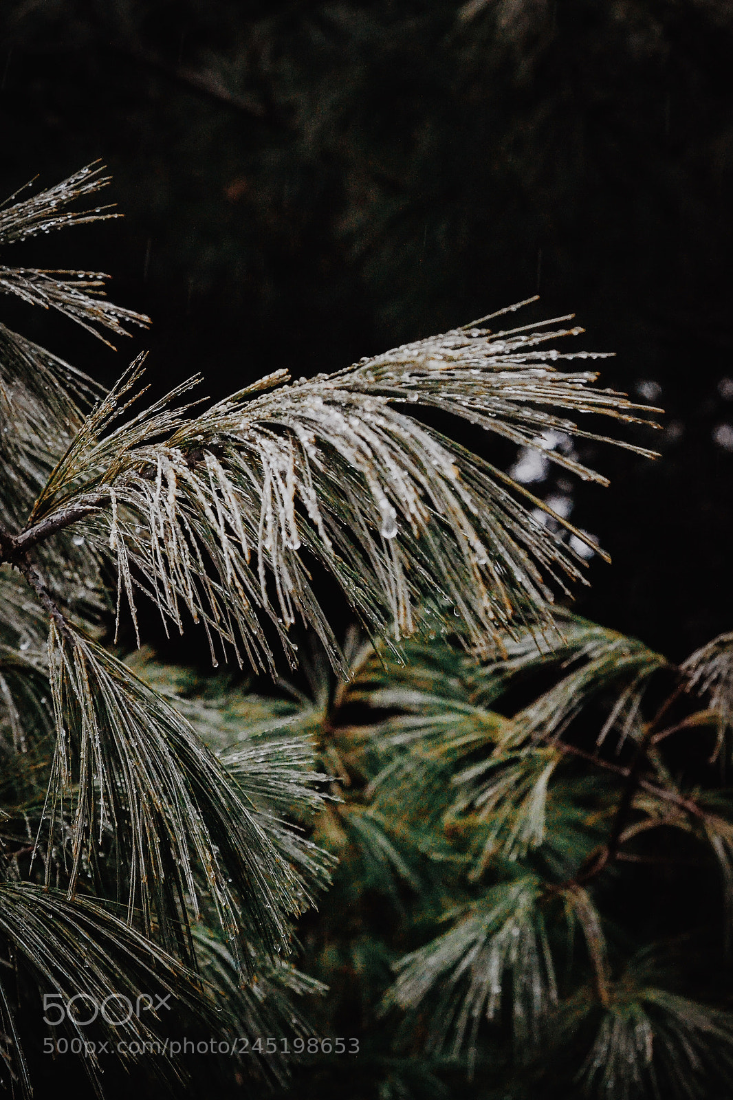 Nikon D3100 sample photo. From a walk where photography