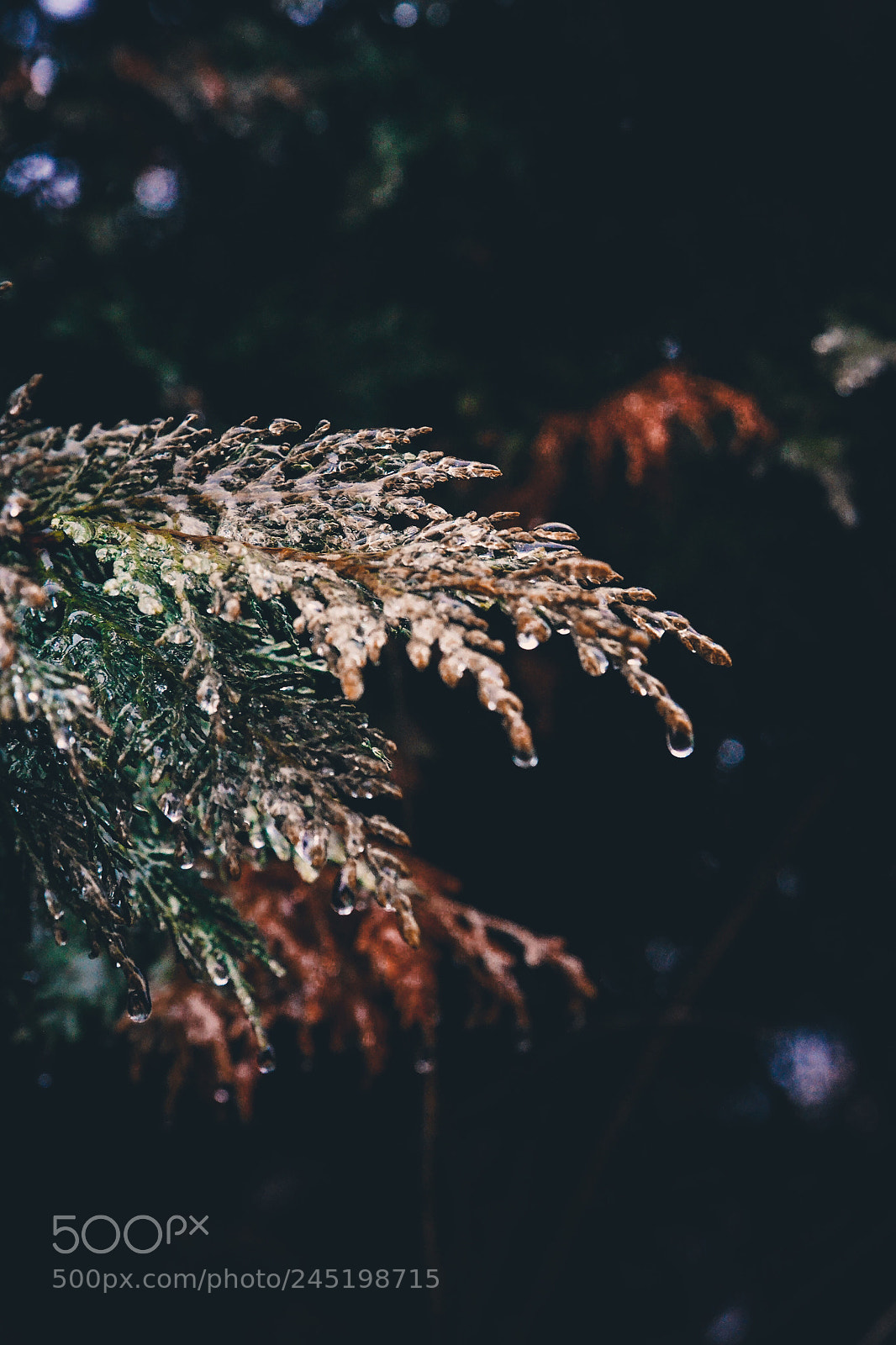 Nikon D3100 sample photo. It may be cold photography