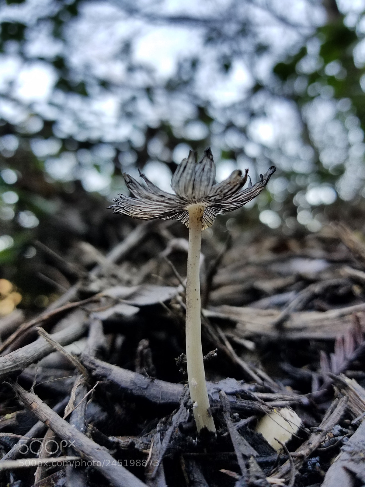 Samsung Galaxy S7 sample photo. Form photography
