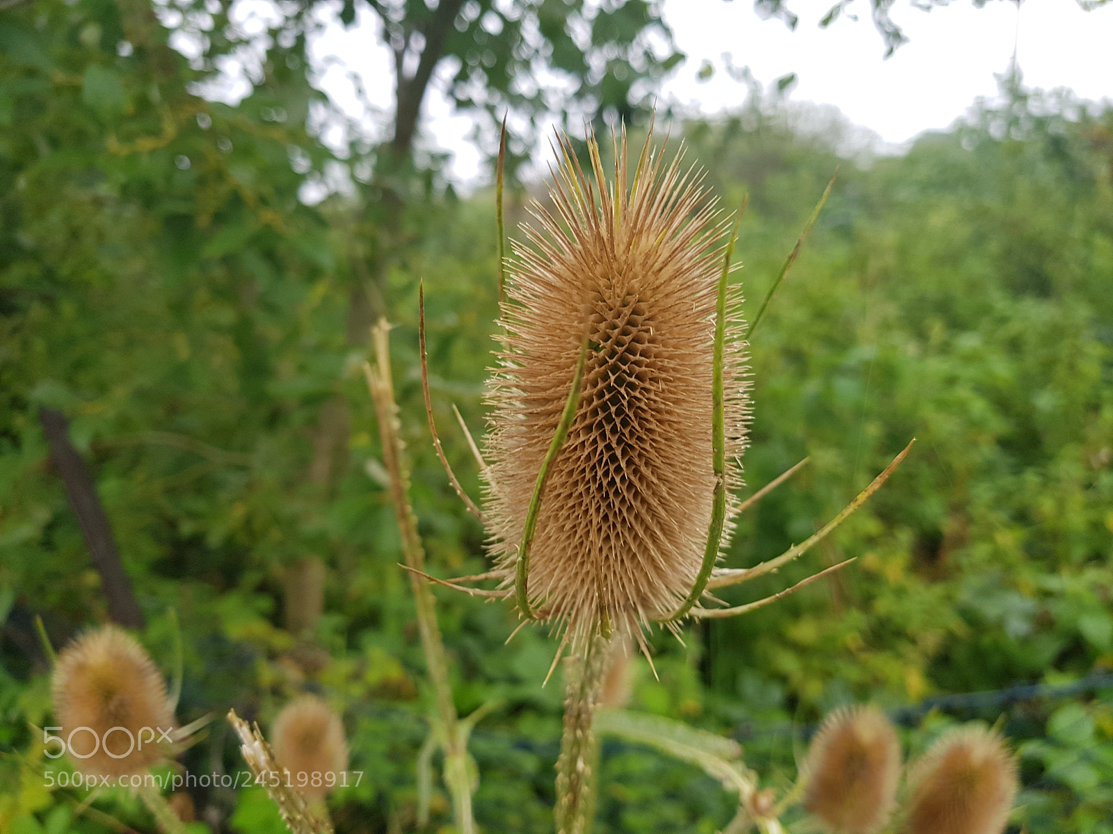 Samsung Galaxy S8+ sample photo. Earplant photography