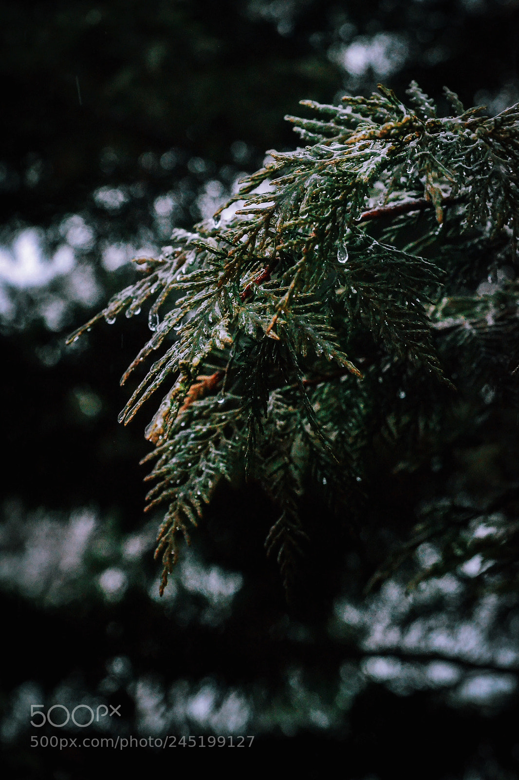 Nikon D3100 sample photo. Frozen in time yet photography