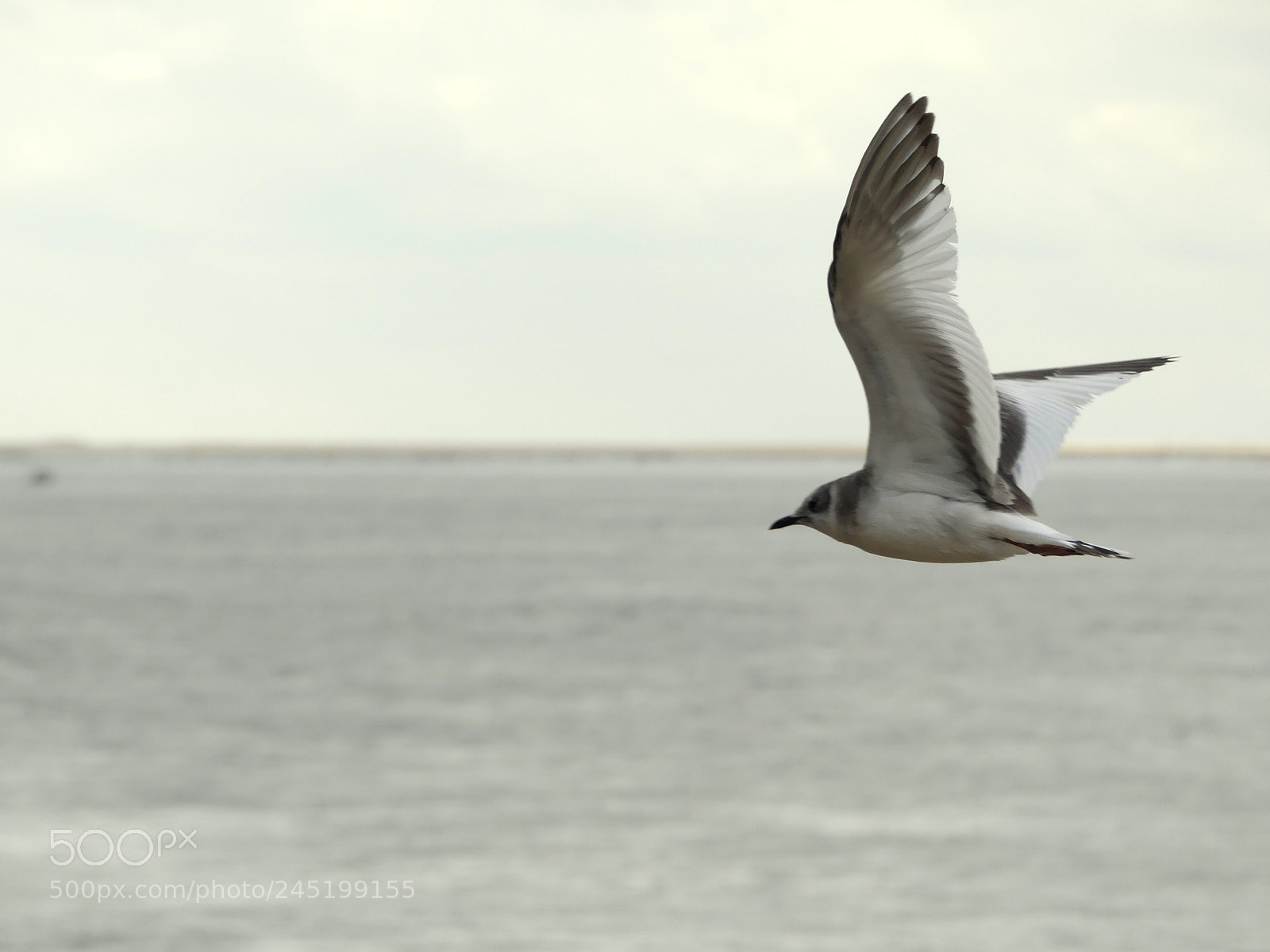Panasonic Lumix DMC-FZ300 sample photo. Mouette de sabine photography