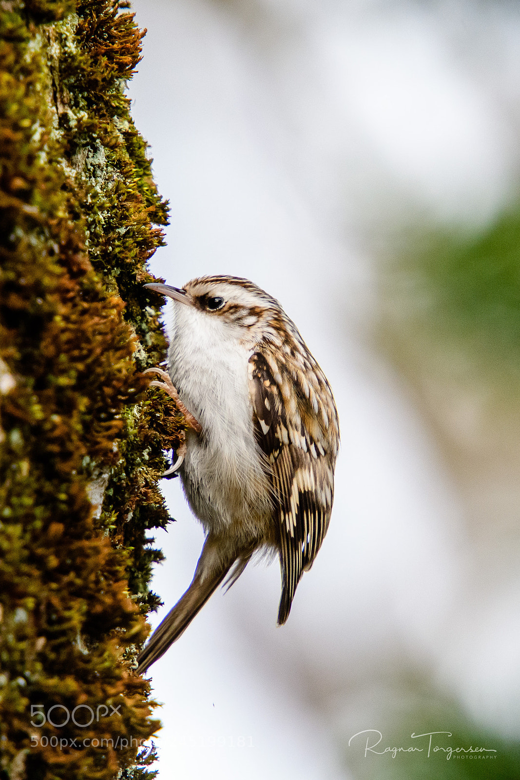 Nikon D500 sample photo. Eurasian treecreeper photography