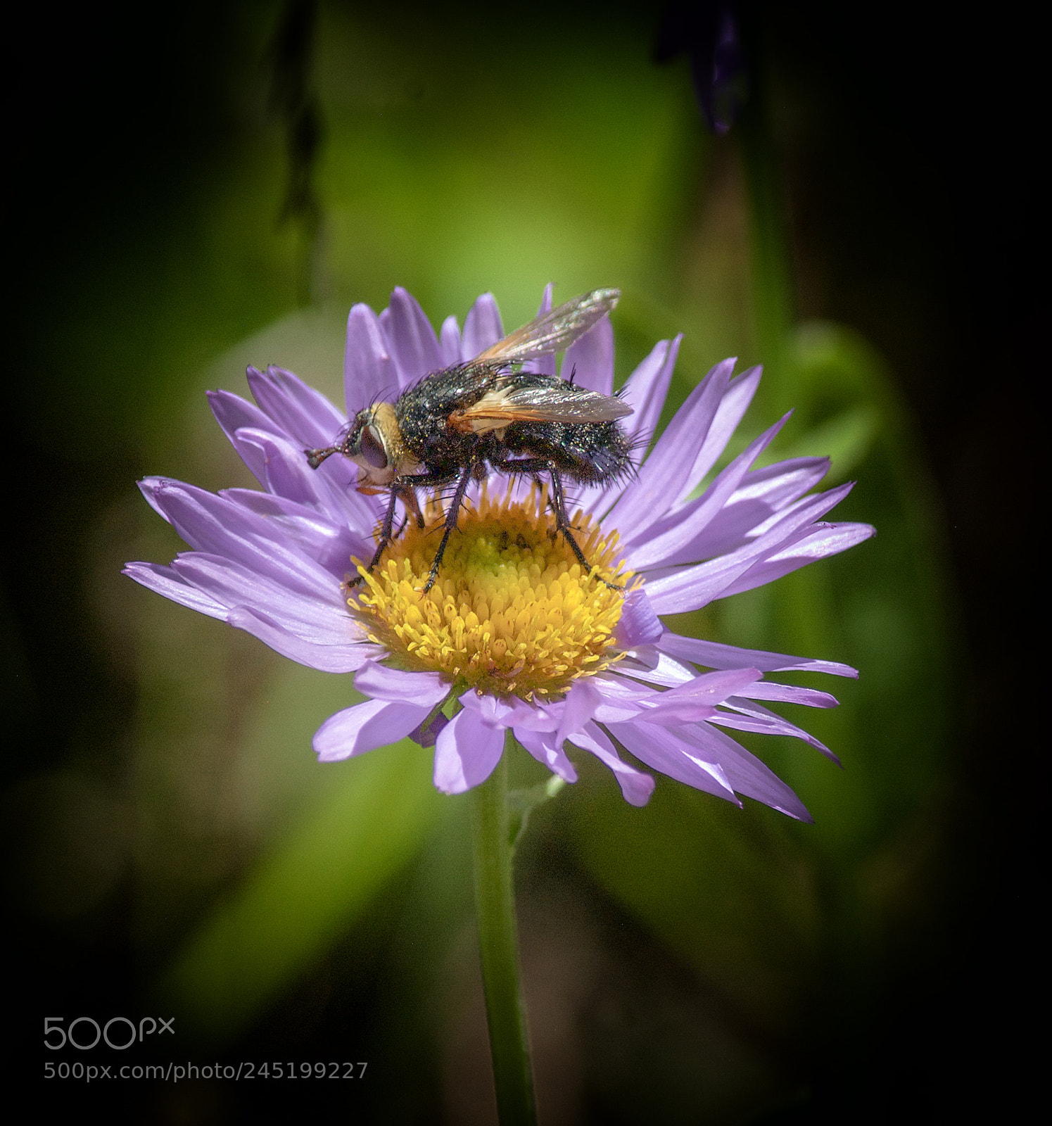 Nikon D200 sample photo. Aster photography
