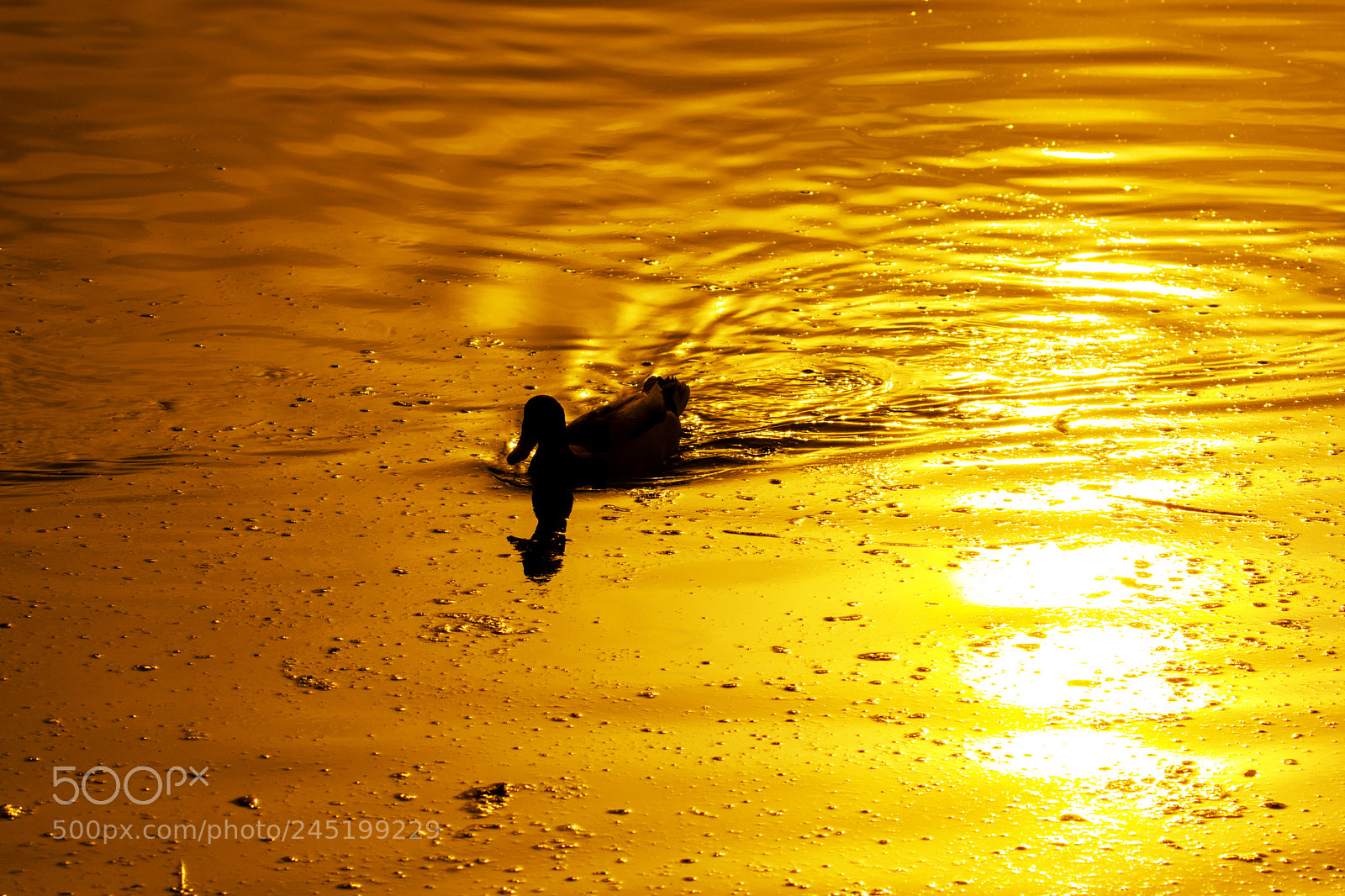 Nikon D7200 sample photo. Sunset in the lake photography