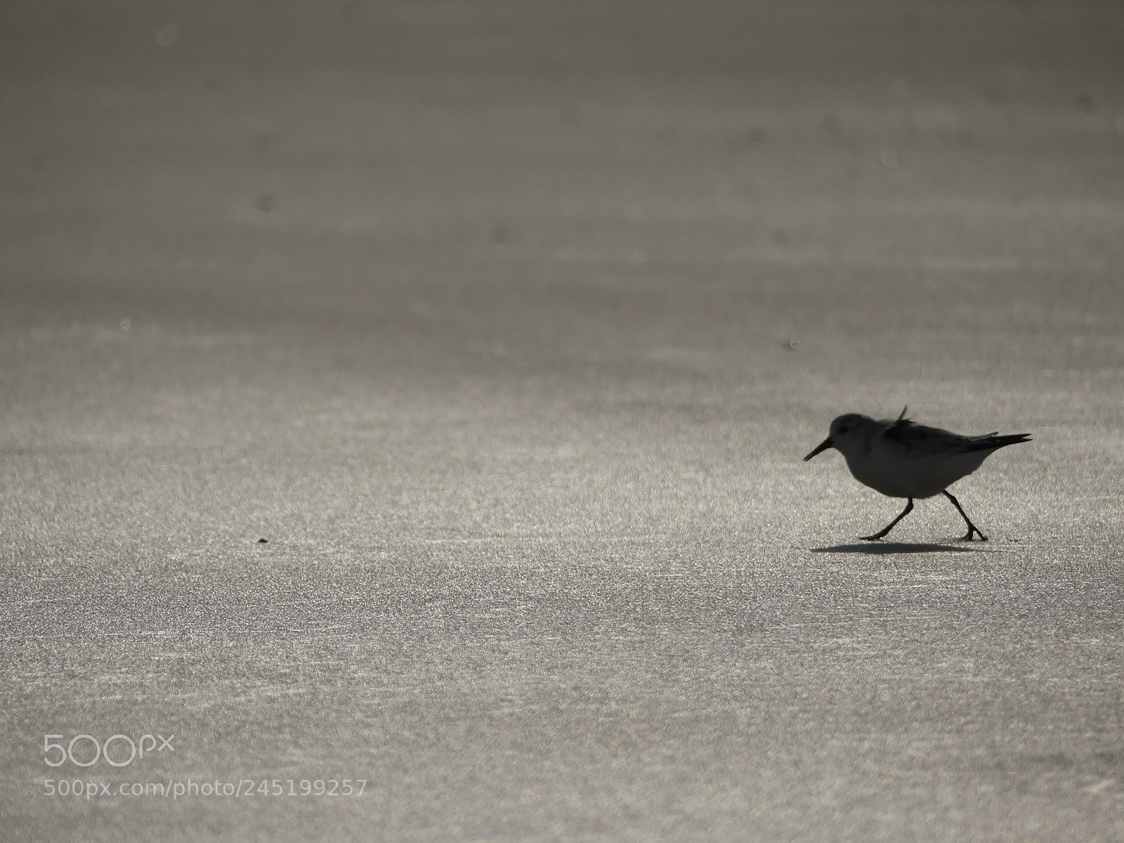 Panasonic Lumix DMC-FZ300 sample photo. B casseau sanderling photography