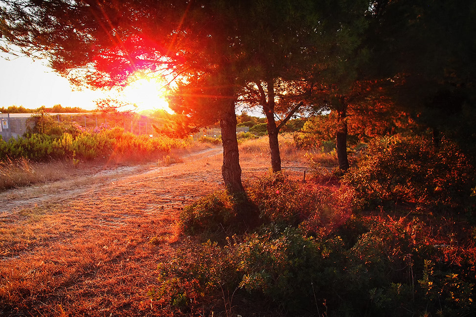 Olympus XZ-1 sample photo. 036-sunset in the pine forest photography