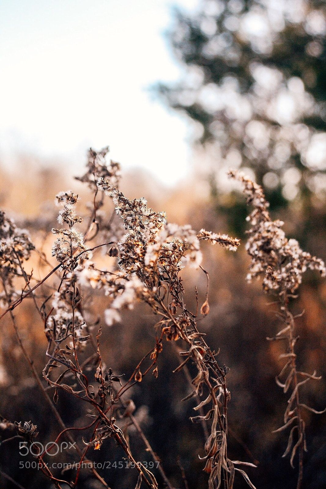 Nikon D3100 sample photo. Being in nature refreshes photography