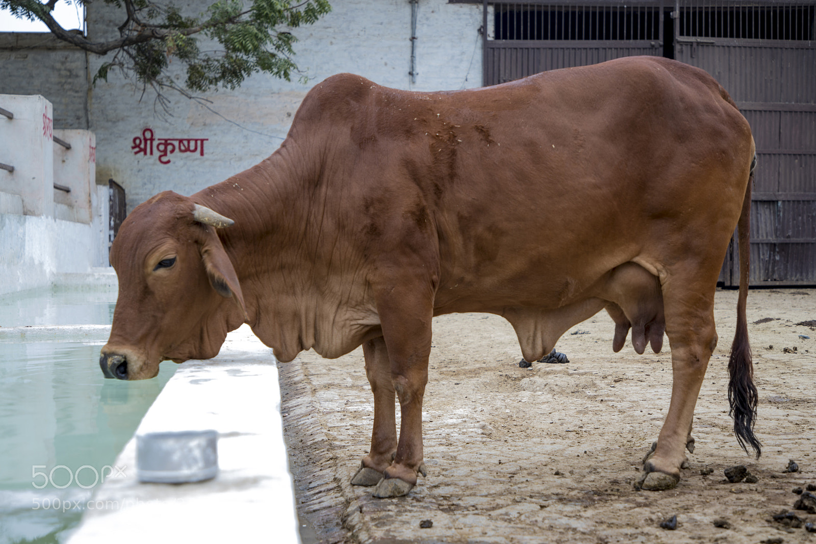 Canon EOS 6D Mark II sample photo. Cow habitat in rural photography