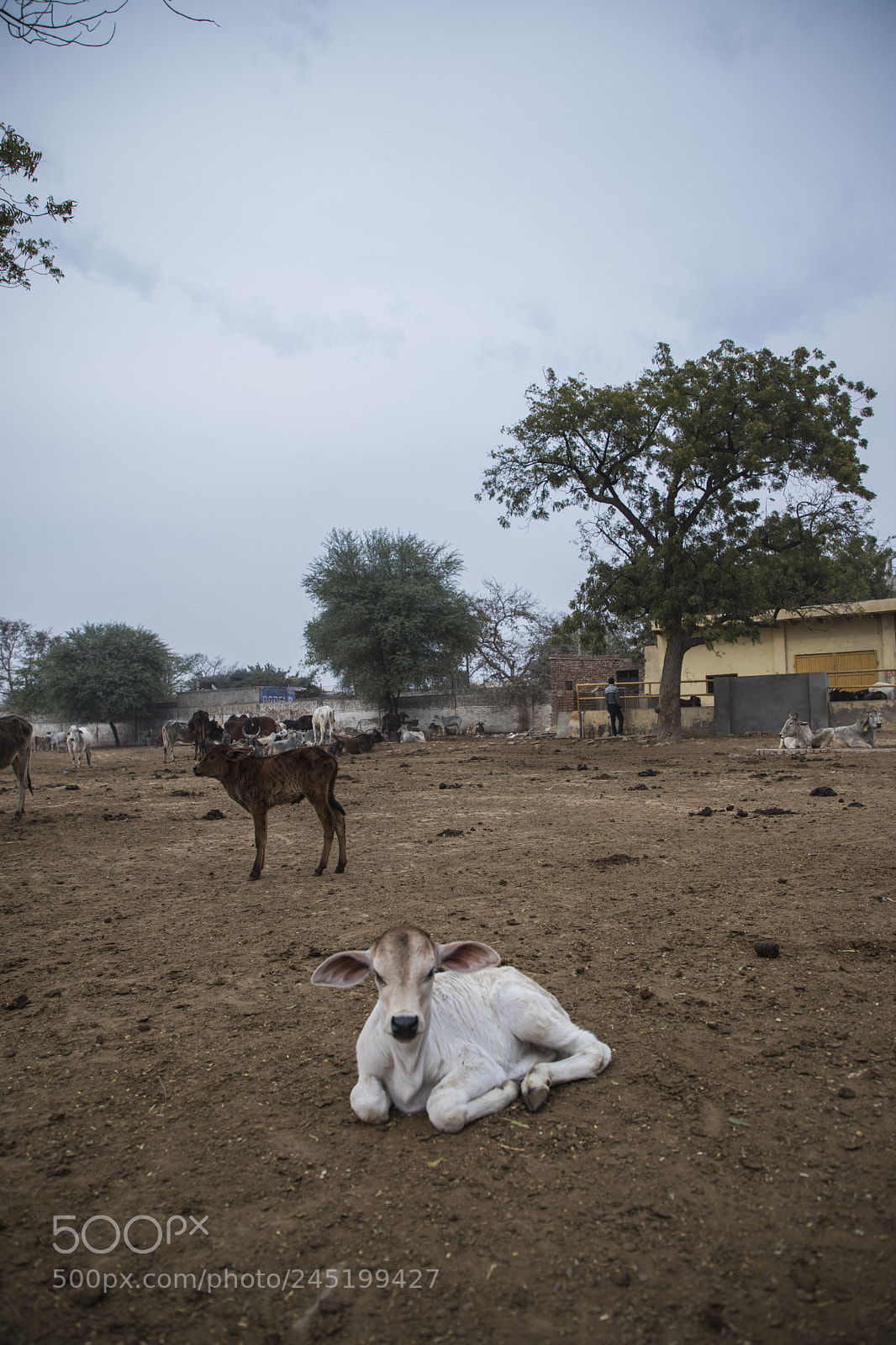 Canon EOS 6D Mark II sample photo. Cow habitat in rural photography