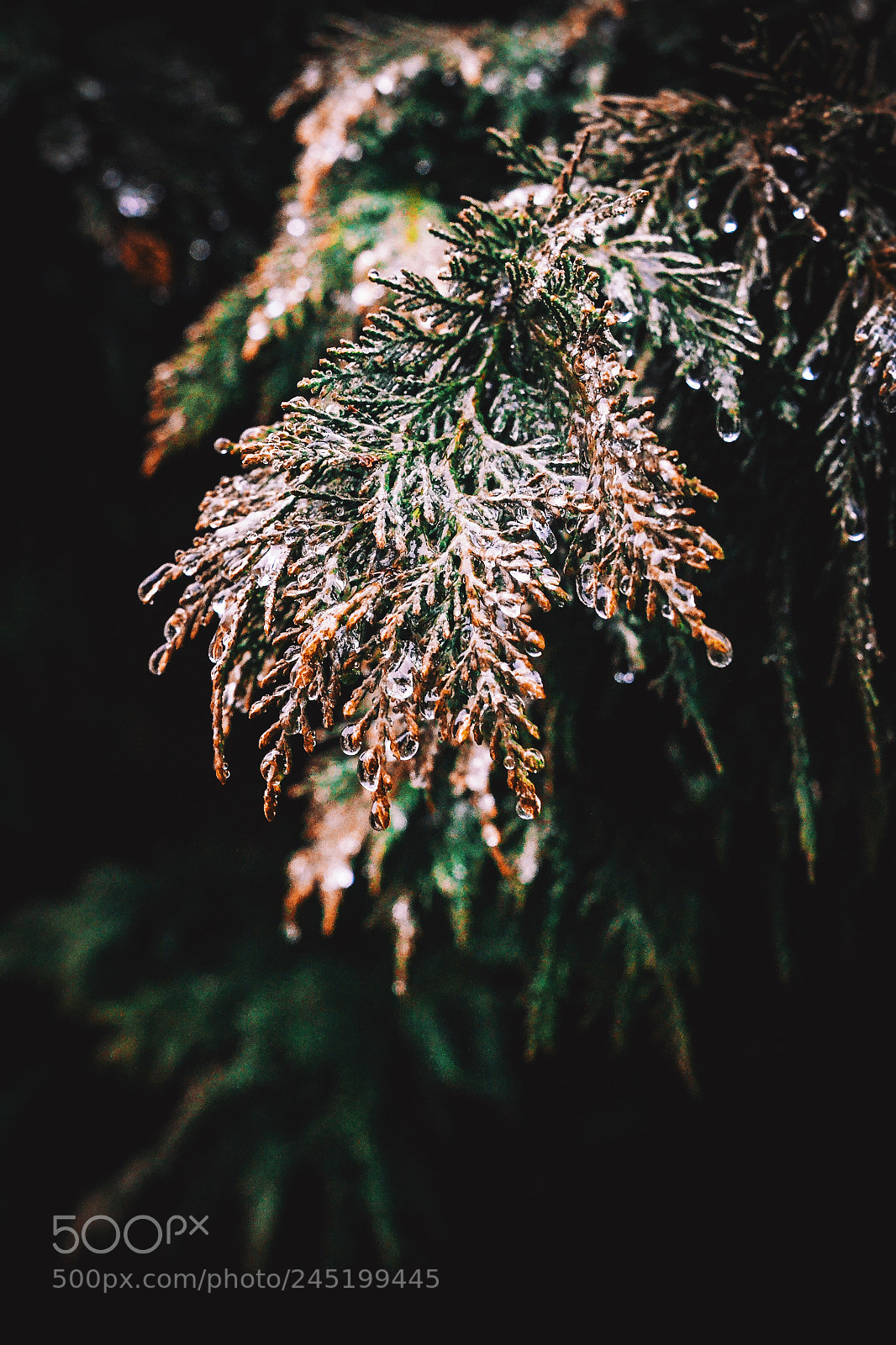 Nikon D3100 sample photo. Cold days ahead. photography